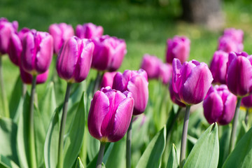 Tulips blossoms