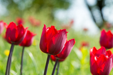 Obraz premium Tulips blossoms