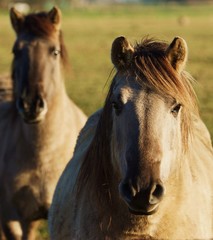 Obraz premium Dziki koń Dülmener