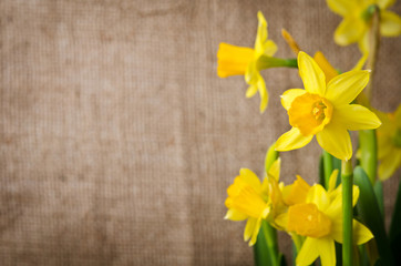 Beautiful yellow daffodils  on burlap background
