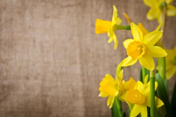 Crédence de cuisine en verre imprimé Narcisse Beautiful yellow daffodils  on burlap background