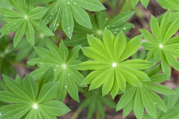 Green Leaf Background