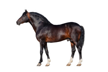 Dark bay horse isolated on white background.