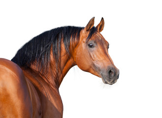 Naklejka premium Chestnut horse head isolated on white background, Arabian horse.