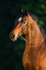 Fototapeta na wymiar Bay horse portrait on green background, outdoor.