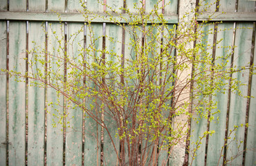 branch with young leaves on the background of the fence, retro i