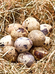 Obraz premium fresh farm egg on hay, top view