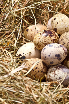 fresh farm egg on hay, top view