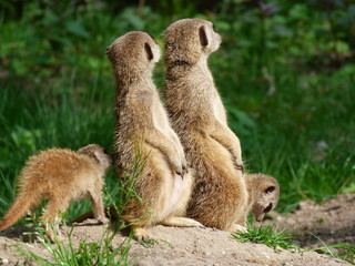 Erdm&auml;nnchen wachsam