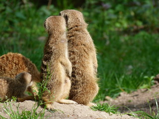 Erdm&auml;nnchen wachsam