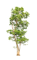 Obraz premium Pterocarpus indicus, tropical tree isolated on white background