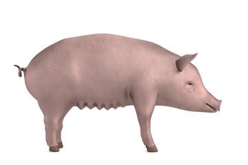 realistic 3d render of pig