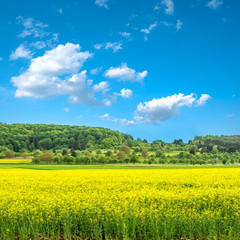 rapeseed field and cloudy blue sky