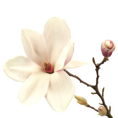 Obraz premium magnolia