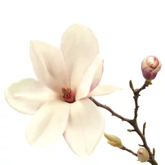 Gordijnen magnolia © magdal3na