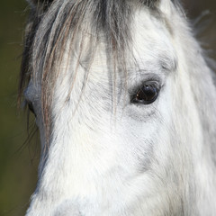 Detail of nice pony