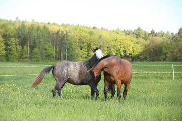 Two beautiful horses fighting