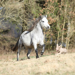 Obraz premium Nice welsh mountain pony running on pasturage