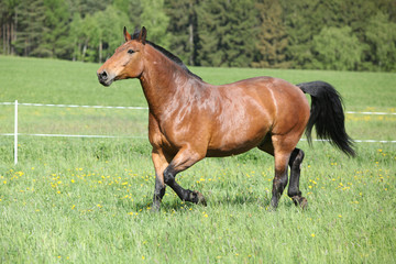 Fototapeta premium Amazing and big brown horse running