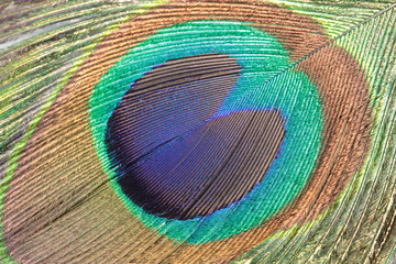 Fototapeta premium Peacock feather, macro shot