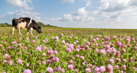 cow on clover flowers meadow