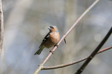 Chaffinch, Fringilla coelebs,