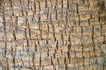 Brown background trunk of a palm closeup.