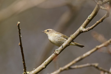 Fototapeta premium Chiffchaff, Phylloscopus collybita
