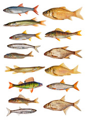 fifteen isolated freshwater fishes collection