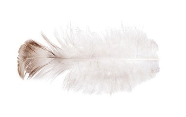 isolated light feather with brown edge