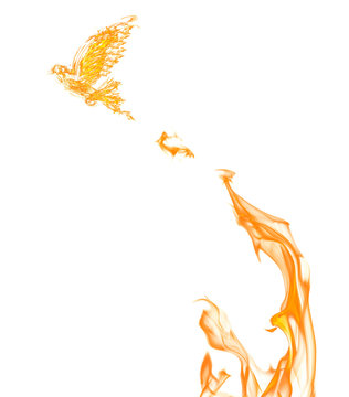 flame dove flying from orange fire isolated on white