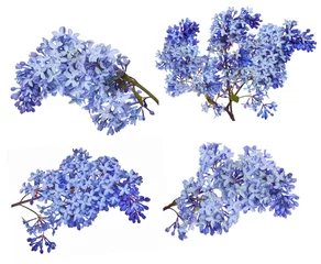 Fotobehang lset of  blue lilac flower branches on white © Alexander Potapov
