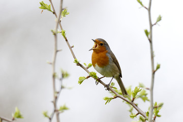 Robin, Erithacus rubecula