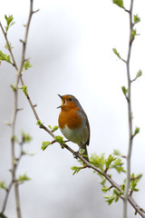 Robin, Erithacus rubecula