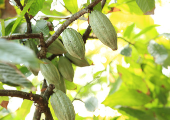 cacao bean grow on tree