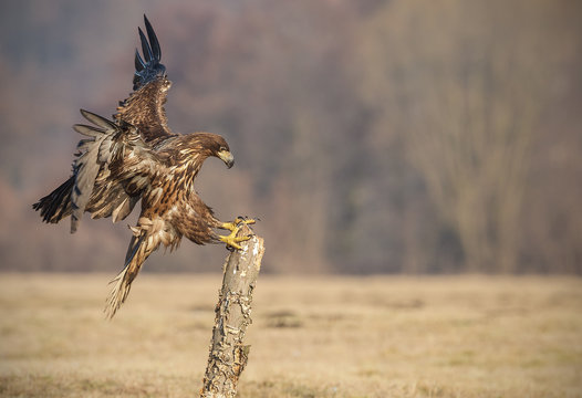 Whie-tailed eagle landing