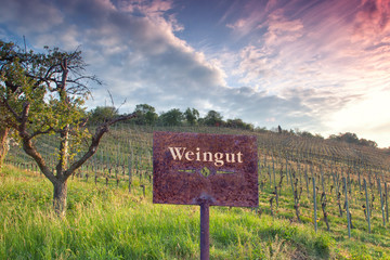 weingut  lanschaft weinberge