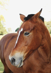 Close up of beautiful horse