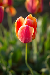 満開のチューリップ