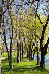 Fototapeta premium spring forest
