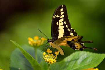 Swallowtail Butterfly