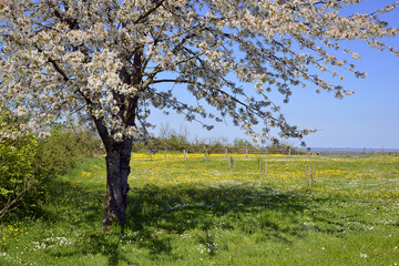 Obraz premium Cherry blossom in the countryside