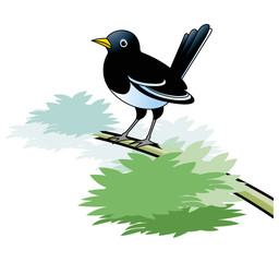 magpie bird on branch