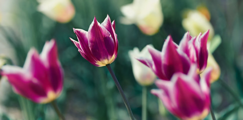 Spring Tulips