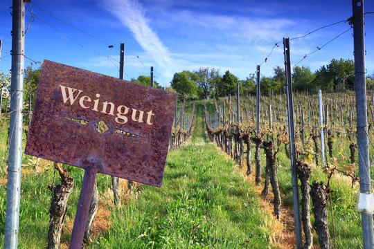 weingut  lanschaft weinberge