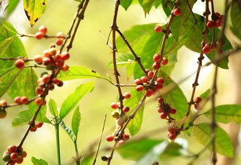 coffee bean grow on tree