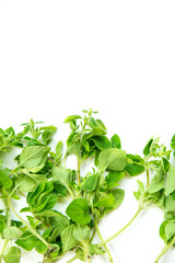 Oregano