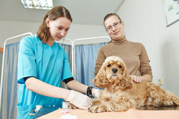 Veterinarian surgeon treating dog