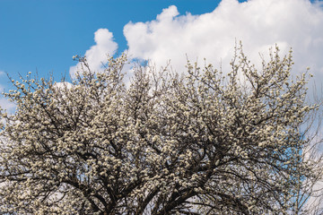 Blossoming tree - spring
