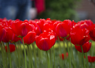 red tulips closeup in keukenhof park, netherlands
